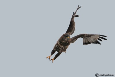 Poiana (Buteo buteo)