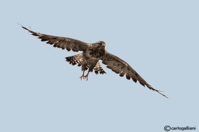 Poiana calzata (Buteo lagopus)