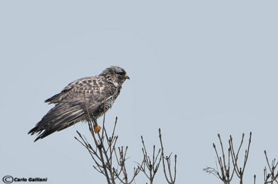 Poiana calzata-Rough-legged Buzzard (Buteo lagopus)