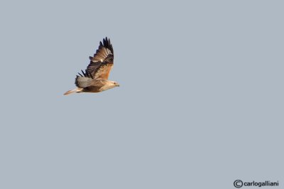 Poiana codabianca -Long-legged Buzzard (Buteo rufinus)