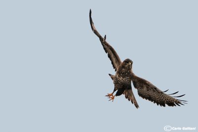 Poiana-Common Buzzard (Buteo buteo)