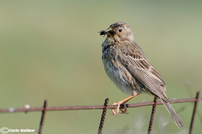 Strillozzo- Corn Bunting (Emberiza calandra)