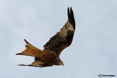 Nibbio reale-Red Kite  (Milvus milvus)