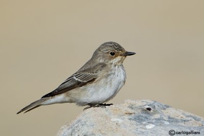 Pigliamosche-Spotted Flycatcher (Muscicapa striata)