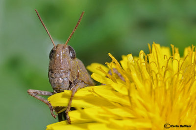 Aiolopus strepens