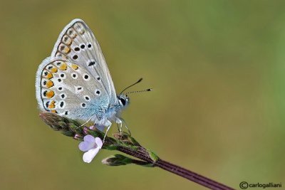 Polyommatus icarus