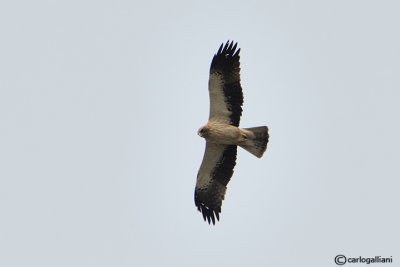 Aquila minore- Booted Eagle (Aquila pennata)