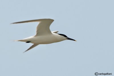 Beccapesci-Sandwich Tern (Sterna sandvicensis)