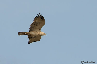 Biancone-Short-toed Eagle (Circaetus gallicus)