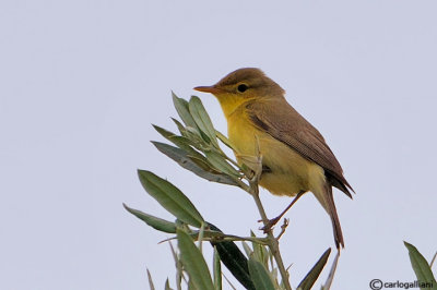 Canapino-Melodious Warbler	(Hippolais polyglotta)