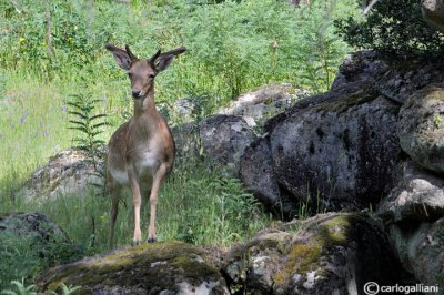 Daino-Fallow Deer  (Dama dama)