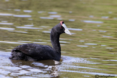 Folaga crestata-Crested Coot  (Fulica cristata)