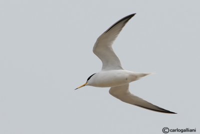 Fraticello-Little Tern  (Sterna albifrons)