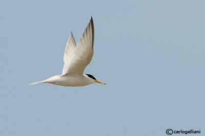 Fraticello-Little Tern  (Sterna albifrons)