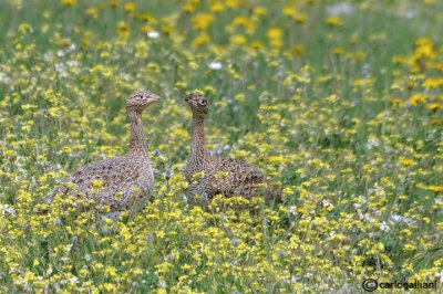 Gallina prataiola-Little Bustard (Tetrax tetrax)