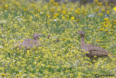 Gallina prataiola-Little Bustard (Tetrax tetrax)
