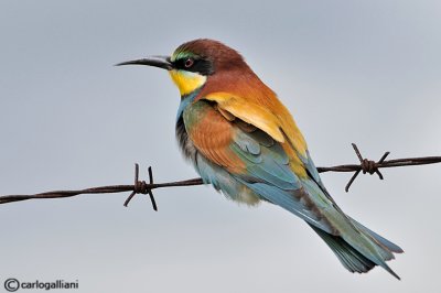 Gruccione-European Bee-eater	(Merops apiaster)