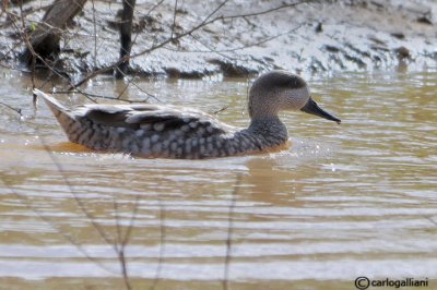 Anatra marmorizzata-	Marbled Duck (Marmaronetta angustirostris)