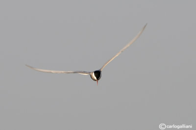 Mignattino piombato-Whiskered Tern  (Chlidonias hybridus)