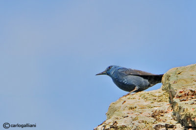 Passero solitario-Blue Rock Thrush (Monticola solitarius)