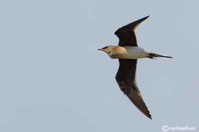 Pernice di mare-Collared Pratincole  (Glareola pratincola)