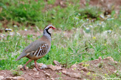 Pernice rossa-Red-legged Partridge (Alectoris rufa)