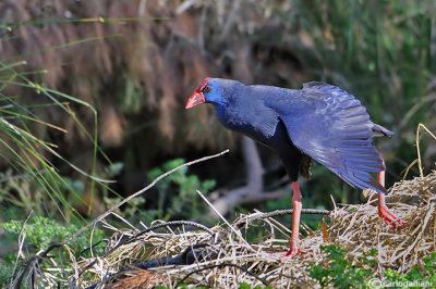 Pollo sultano-Purple Swamphen (Porphyrio porphyrio)