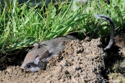 Topo quercino-Garden dormouse  (Eliomys quercinus)