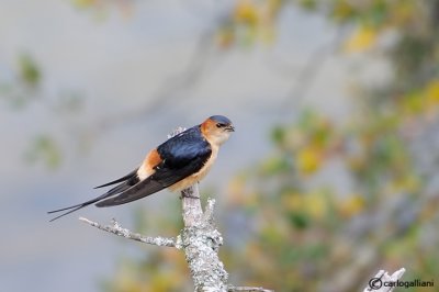 Rondine rossiccia-Red-rumped Swallow (Hirundo daurica)