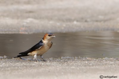 Rondine rossiccia-Red-rumped Swallow (Hirundo daurica)
