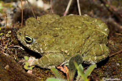 Rospo calamita-Natterjack Toad (Bufo calamita)