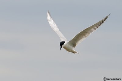 Sterna zampenere- Gull-billed Tern (Sterna nilotica)