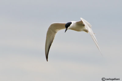 Sterna zampenere- Gull-billed Tern (Sterna nilotica)