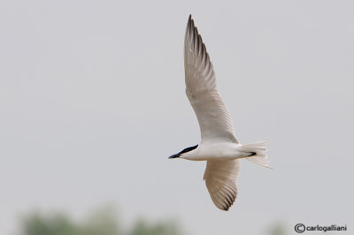 Sterna zampenere- Gull-billed Tern (Sterna nilotica)