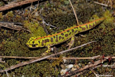Tritone marmorato-Marbled Newt (Triturus marmoratus )