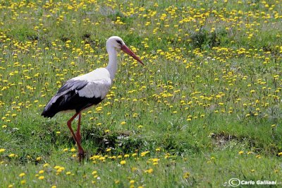 Cicogna bianca- White Stork (Ciconia ciconia)