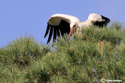 Cicogna bianca- White Stork (Ciconia ciconia)