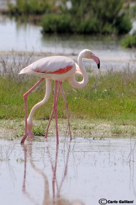 Fenicottero- Greater Flamingo (Phoenicopterus roseus)