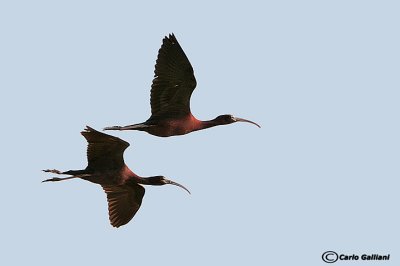 Mignattaio -Glossy Ibis (Plegadis falcinellus)