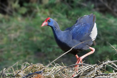 Pollo sultano-Purple Swamphen (Porphyrio porphyrio)