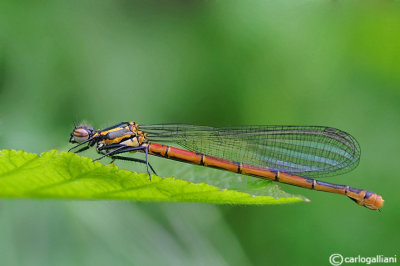 Pyrrhosoma nymphula female