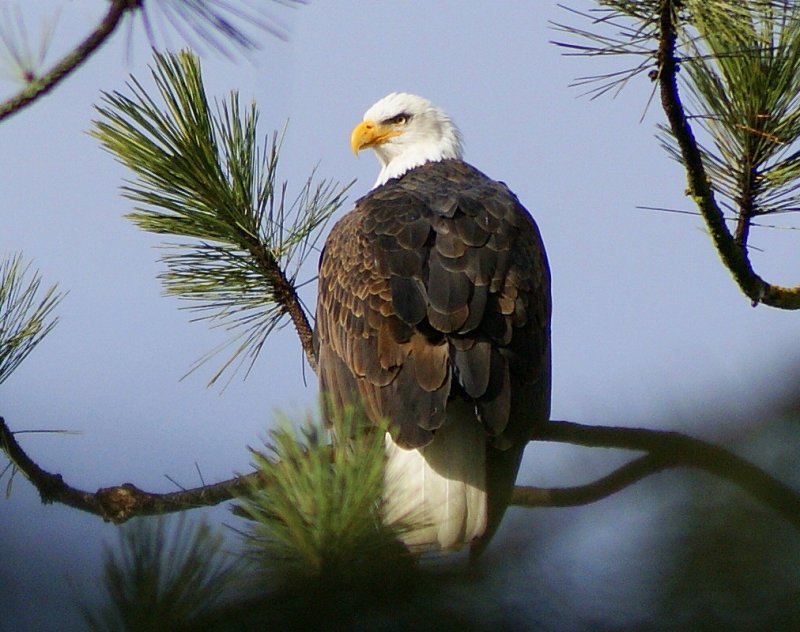 Bald Eagle