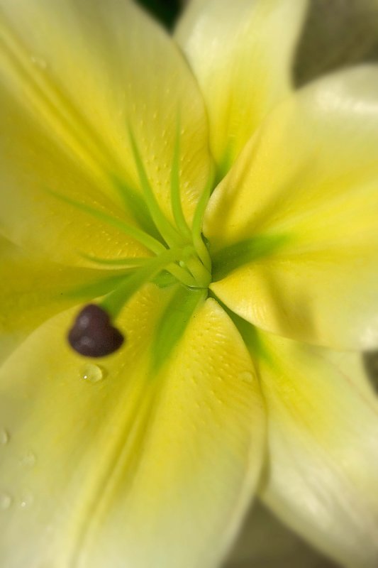 Bangkok Flower