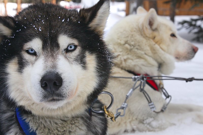 Dog Sledding