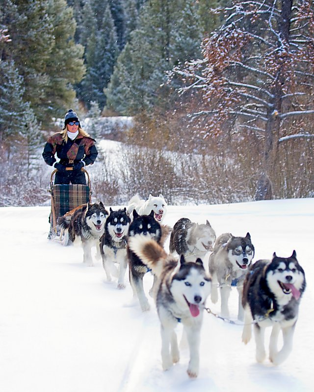 Dog Sledding