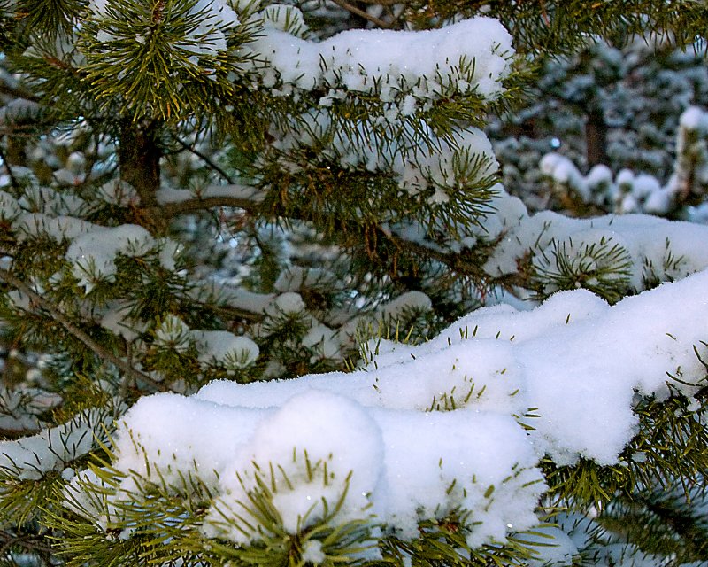 Fresh Snow