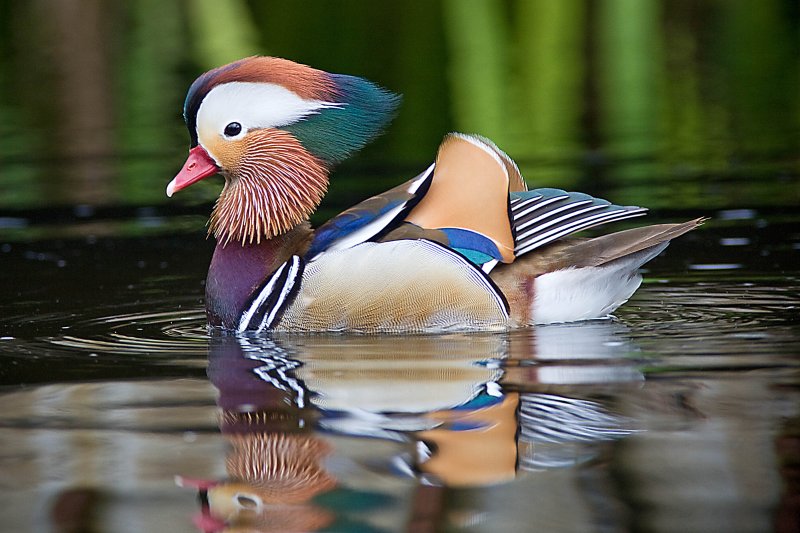 Mandarin Duck