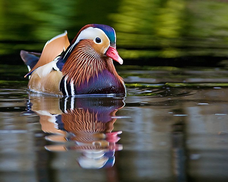 Mandarin Duck