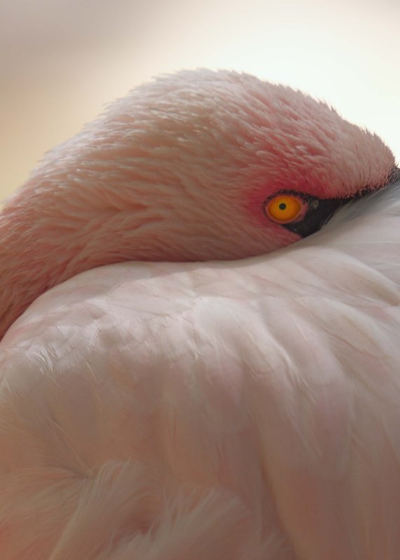 Pink Flamingo
