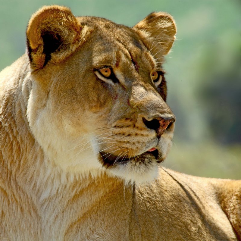 Lion Girl